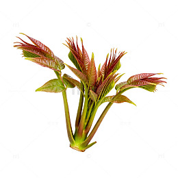 新鲜红香椿嫩芽蔬菜