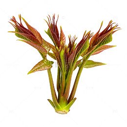 鲜艳野菜香椿嫩芽片