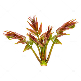 鲜艳香椿芽植物