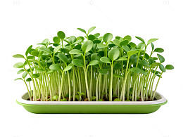 绿色植物盆栽生长图