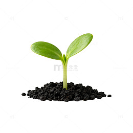 新芽生长生命力量