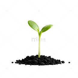 新生嫩苗生长过程