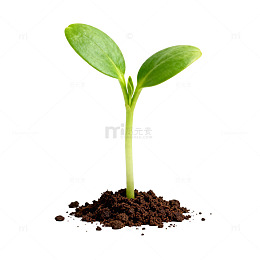 绿色植物嫩芽生长特写