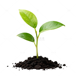 幼苗新绿土壤生长