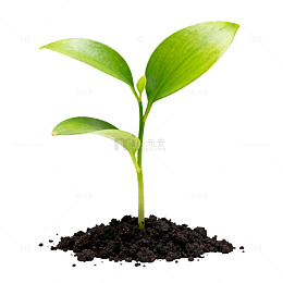 新生幼苗成长过程