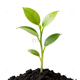 幼苗生长土壤植物