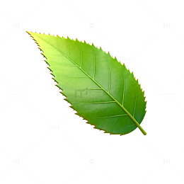 绿叶植物叶片矢量图