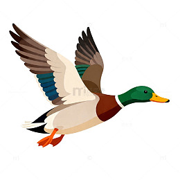 卡通鸭鸟飞翔插画
