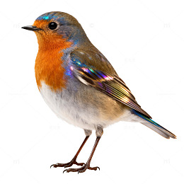 彩色鸟儿特写片