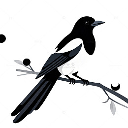 黑白喜鹊插画素材