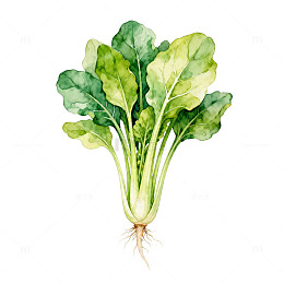 水彩画风格蔬菜插画素材