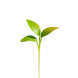 阳光新生苗成长图