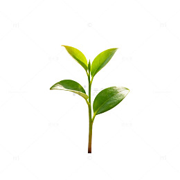 清新植物幼苗生长矢量素材