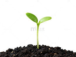绿色嫩芽生长过程