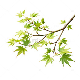手绘枫树枝叶插画
