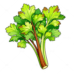 卡通风格新鲜芹菜插画素材