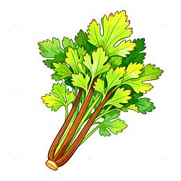 手绘风格香菜插画