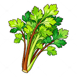 卡通风格新鲜芹菜插画素材