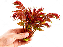 红色香椿嫩叶新鲜蔬菜