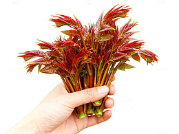 手握红香椿野菜