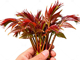 红褐色叶子植物
