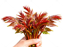 鲜红香椿嫩叶手持展示