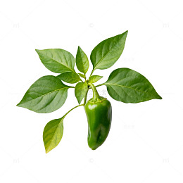 绿色辣椒植物特写