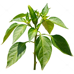 植物叶片特写素材
