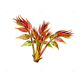 鲜艳红叶植物插画素材