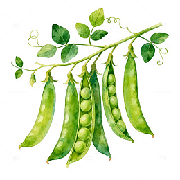 水彩豌豆插画设计素材
