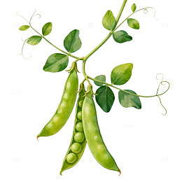 豌豆插画素材