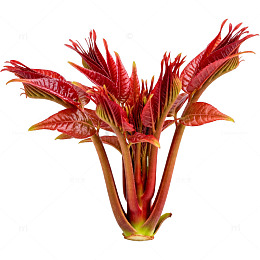 红色蔬菜新鲜香椿芽