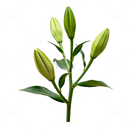 清新绿叶百合花盆栽