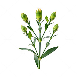 清新郁金香花卉插画素材