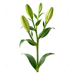 百合花盆栽植物插画