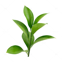 绿叶植物特写