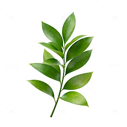 翠绿枝条植物插图
