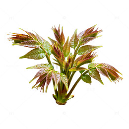 清新绿色植物素材