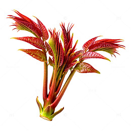 鲜艳红叶植物特写