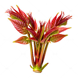 鲜艳红叶蔬菜植物