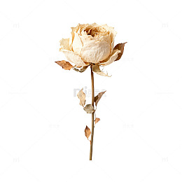 枯黄玫瑰花干花