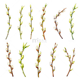 水彩柳枝春天植物插画素材