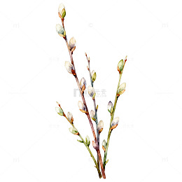 水彩柳芽早春植物插画