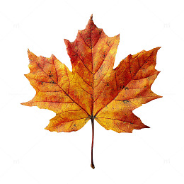 秋日余晖下的枫叶奇迹