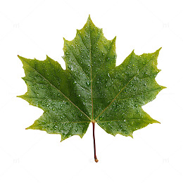 雨后绿意盎然的枫叶奇观