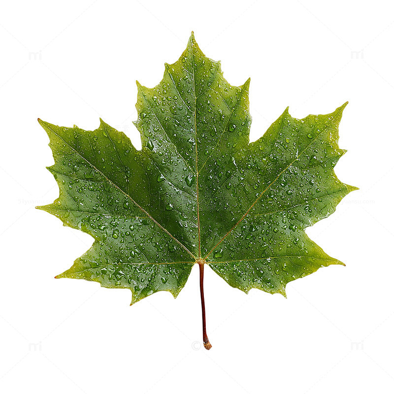 雨后绿意盎然的枫叶奇观