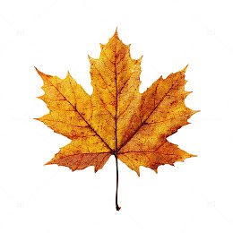 秋日金色叶子盛宴