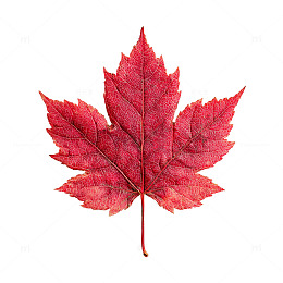 秋意浓郁的火红叶片舞动