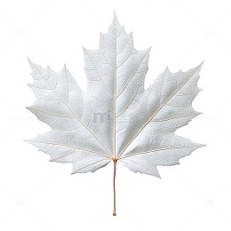 银白色秋叶的静谧奇迹