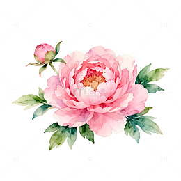 水彩粉色牡丹花绘